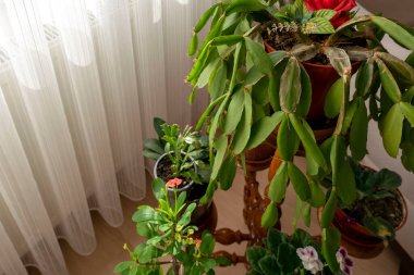 Evdeki dekoratif noktalama setini kapat,