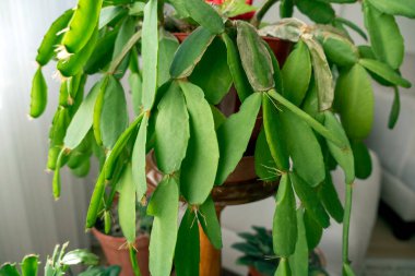 Henüz çiçek açmamış dekoratif noktalar.,