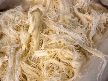 Büyük miktarda Erzurum sivil peyniri, peynircide doğal Chechil peyniri.