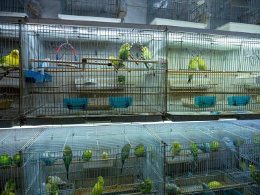 Çeşitli renkli kanaryalar ve kuş türleri evcil hayvan dükkanında satılık.,
