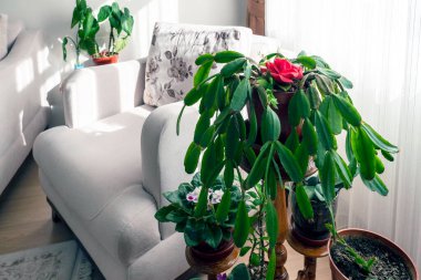 Henüz çiçek açmamış dekoratif noktalar.,