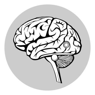 Birçok kırışıklığı olan insan beyni simgesi.