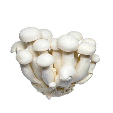 Beyaz arkaplanda mantarlar