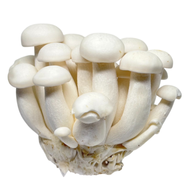 Beyaz arkaplanda mantarlar