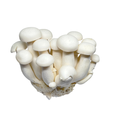 Beyaz arkaplanda mantarlar