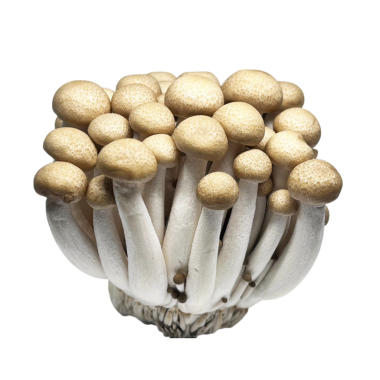 Beyaz arkaplanda mantarlar