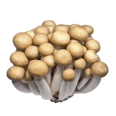 Beyaz arkaplanda mantarlar