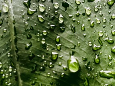 Su damlalı yeşil yaprak