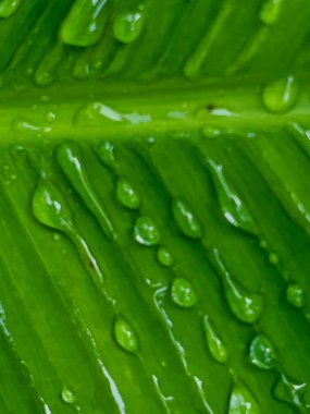 Su damlalı yeşil yaprak