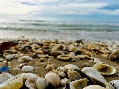 Kumda, denizde ve gökyüzünde deniz kabukları 