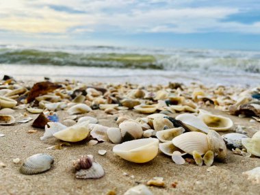 Kumda, denizde ve gökyüzünde deniz kabukları 