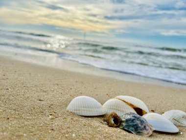 Kumda, denizde ve gökyüzünde deniz kabukları 