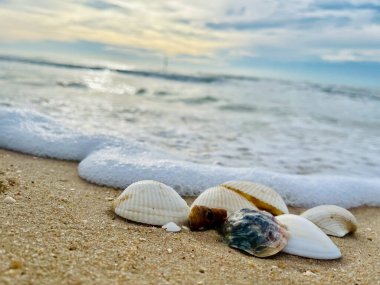 Kumda, denizde ve gökyüzünde deniz kabukları 