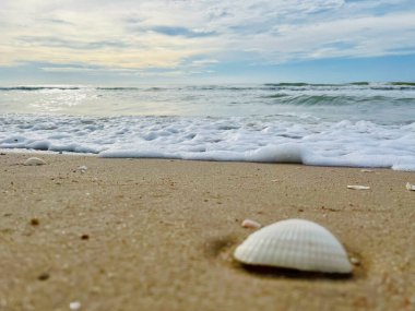 Kumda, denizde ve gökyüzünde deniz kabukları 