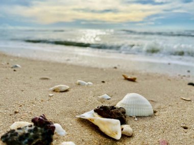 Kumda, denizde ve gökyüzünde deniz kabukları 