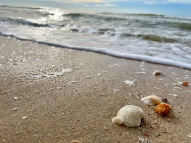 Kumda, denizde ve gökyüzünde deniz kabukları