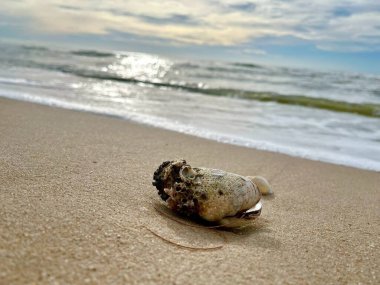 Kumda, denizde ve gökyüzünde deniz kabukları