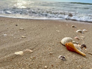 Kumda, denizde ve gökyüzünde deniz kabukları