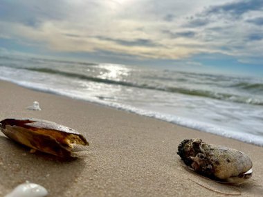 Kumda, denizde ve gökyüzünde deniz kabukları