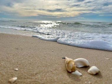 Kumda, denizde ve gökyüzünde deniz kabukları
