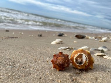 Kumda, denizde ve gökyüzünde deniz kabukları