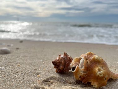 Kumda, denizde ve gökyüzünde deniz kabukları (
