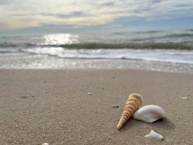 Kumda, denizde ve gökyüzünde deniz kabukları (