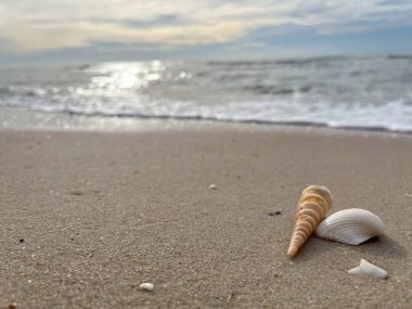 Kumda, denizde ve gökyüzünde deniz kabukları (