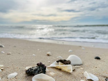 Kumda, denizde ve gökyüzünde deniz kabukları (