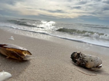 Kumda, denizde ve gökyüzünde deniz kabukları (