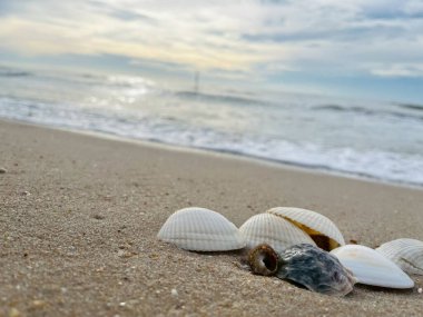 Kumda, denizde ve gökyüzünde deniz kabukları (