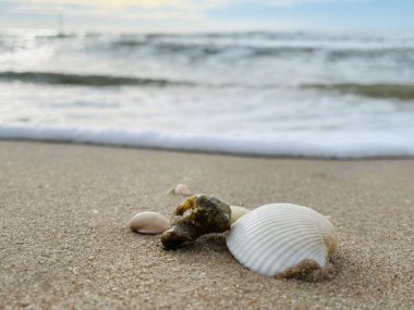 Kumda, denizde ve gökyüzünde deniz kabukları (