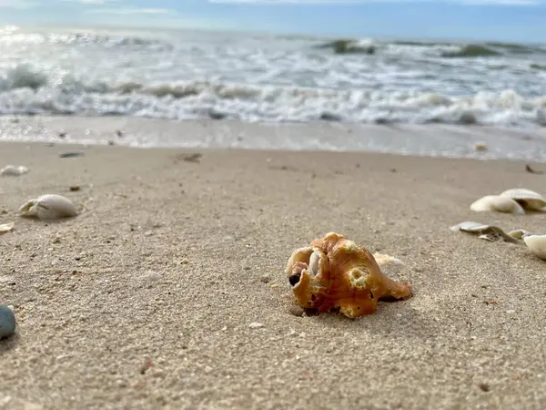 Kumda, denizde ve gökyüzünde deniz kabukları