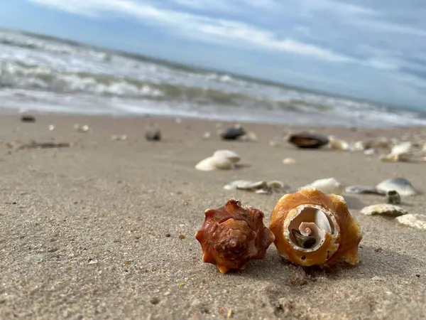 Kumda, denizde ve gökyüzünde deniz kabukları