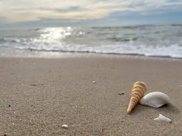 Kumda, denizde ve gökyüzünde deniz kabukları (