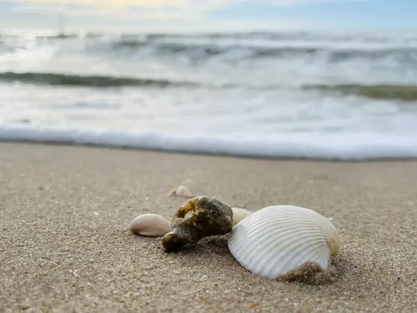 Kumda, denizde ve gökyüzünde deniz kabukları (