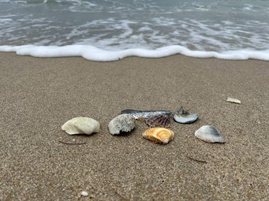 deniz kabuğu ve kum