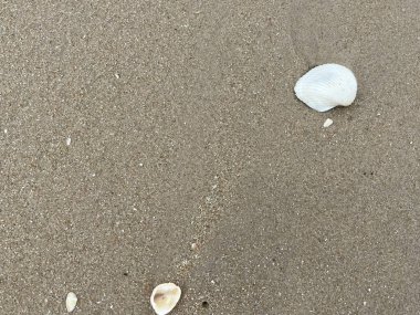 deniz kabuğu ve kum