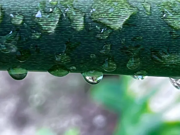 Su damlalı yeşil yaprak