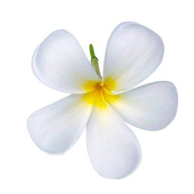 Beyaz arka plan üzerinde beyaz frangipani çiçekler