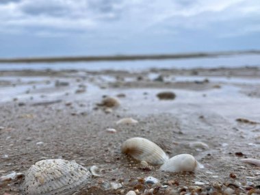 Kumsalda deniz kabuğu