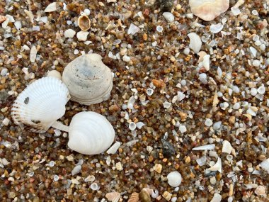 Sahildeki deniz kabuğu.