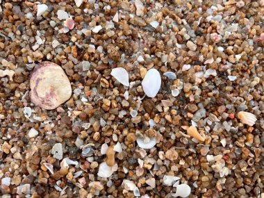 Sahildeki deniz kabuğu.