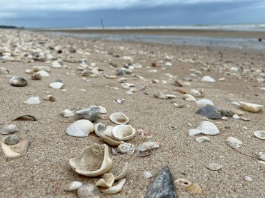 Kumsalda deniz kabuğu 