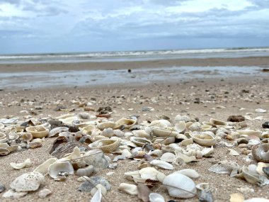 Kumsalda deniz kabuğu 