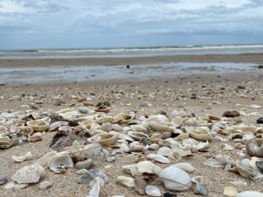 Sahildeki deniz kabuğu.
