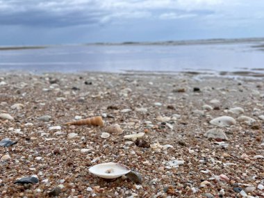 Kumsalda deniz kabuğu 