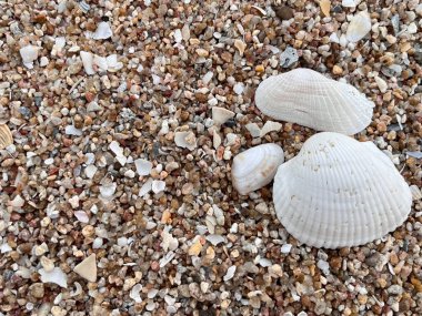 Sahildeki deniz kabuğu.