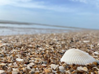 deniz kabuğu ve plaj jpg