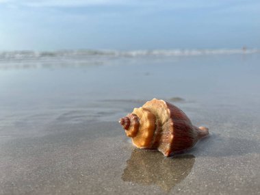 deniz kabuğu ve plaj jpg